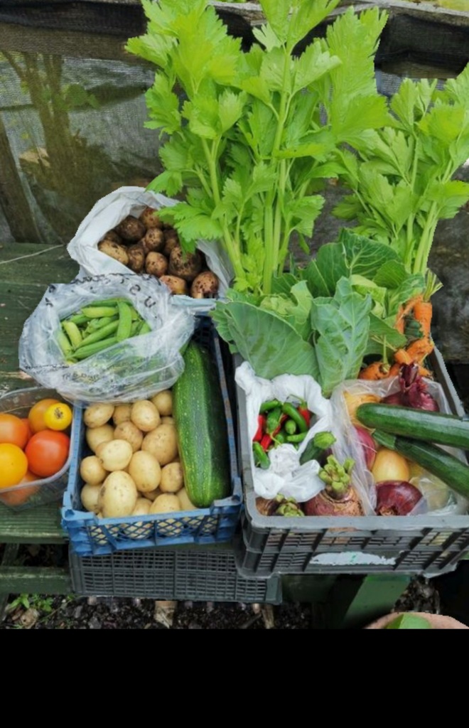 GVAA harvest for Solace Cafe