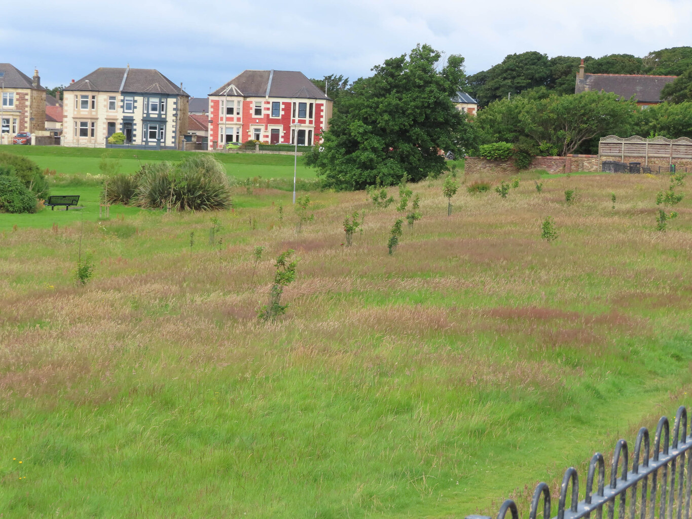 Holm Plantation orchard 2025.jpg