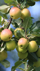 Apples from the Ardeer Quarry orchard