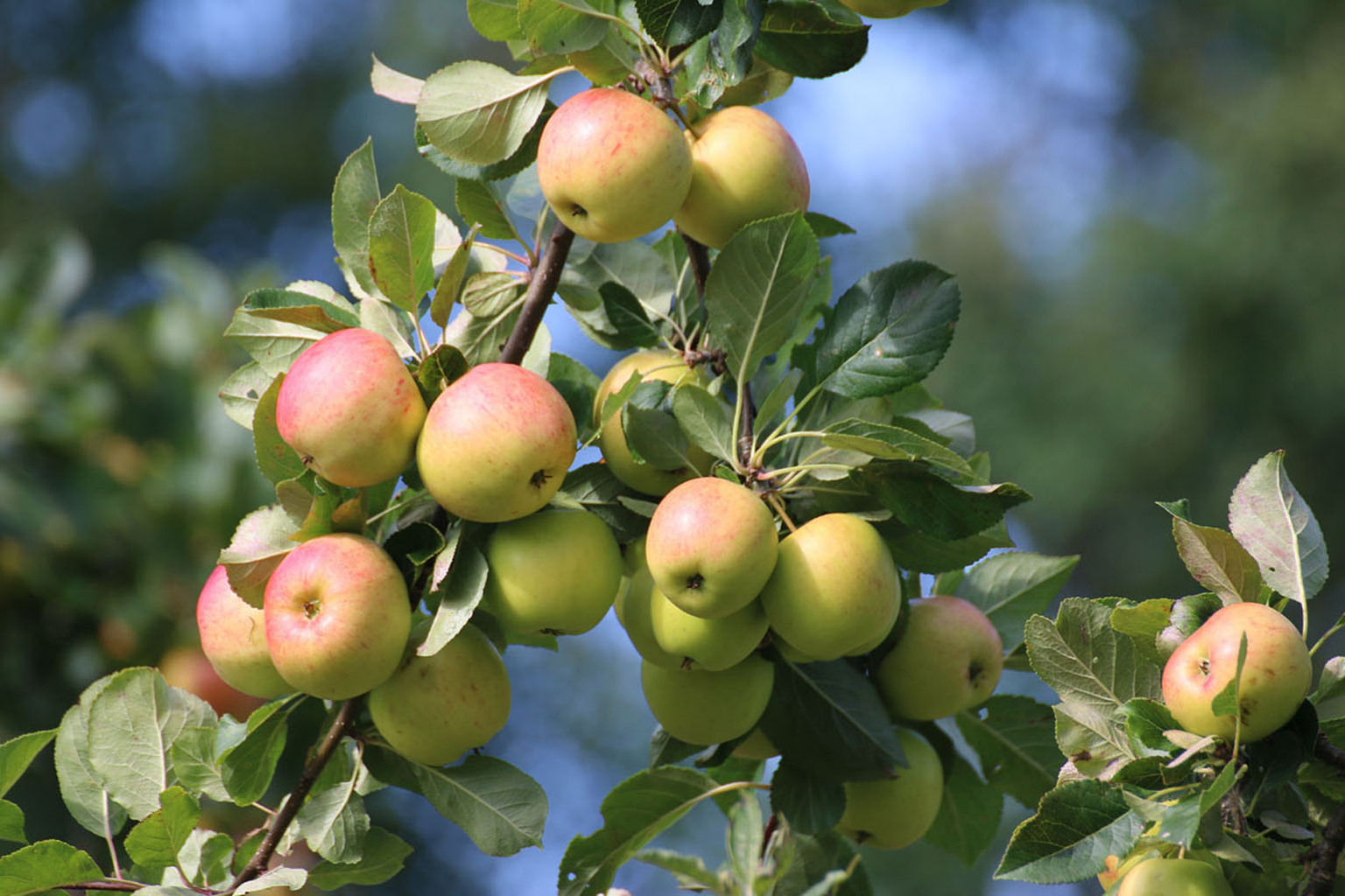 Apples from the Ardeer Quarry orchard