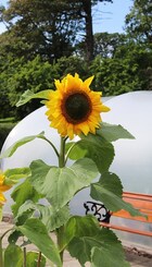 Cumbrae Community Garden