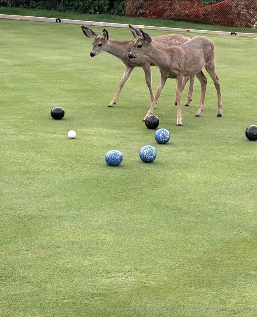 Anyone For Bowls?