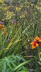 Perennials.jpg