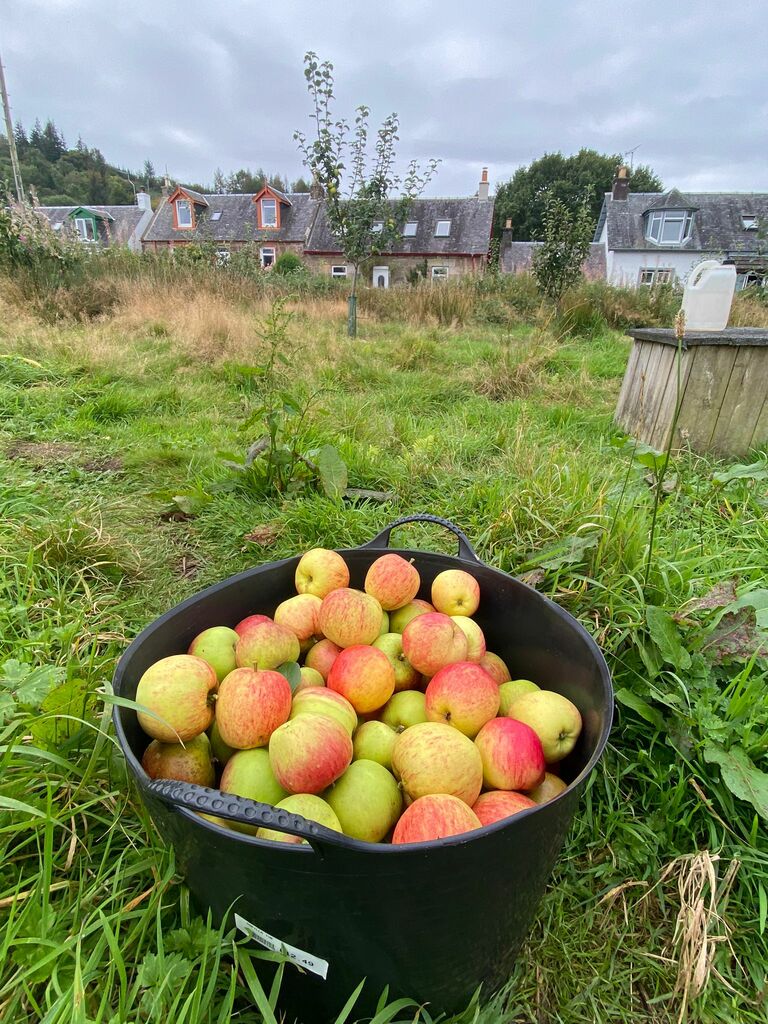 Apple Harvest 2024 from Cordon Community Garden (trees planted in 2021)