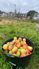 Apple Harvest 2024 from Cordon Community Garden (trees planted in 2021)