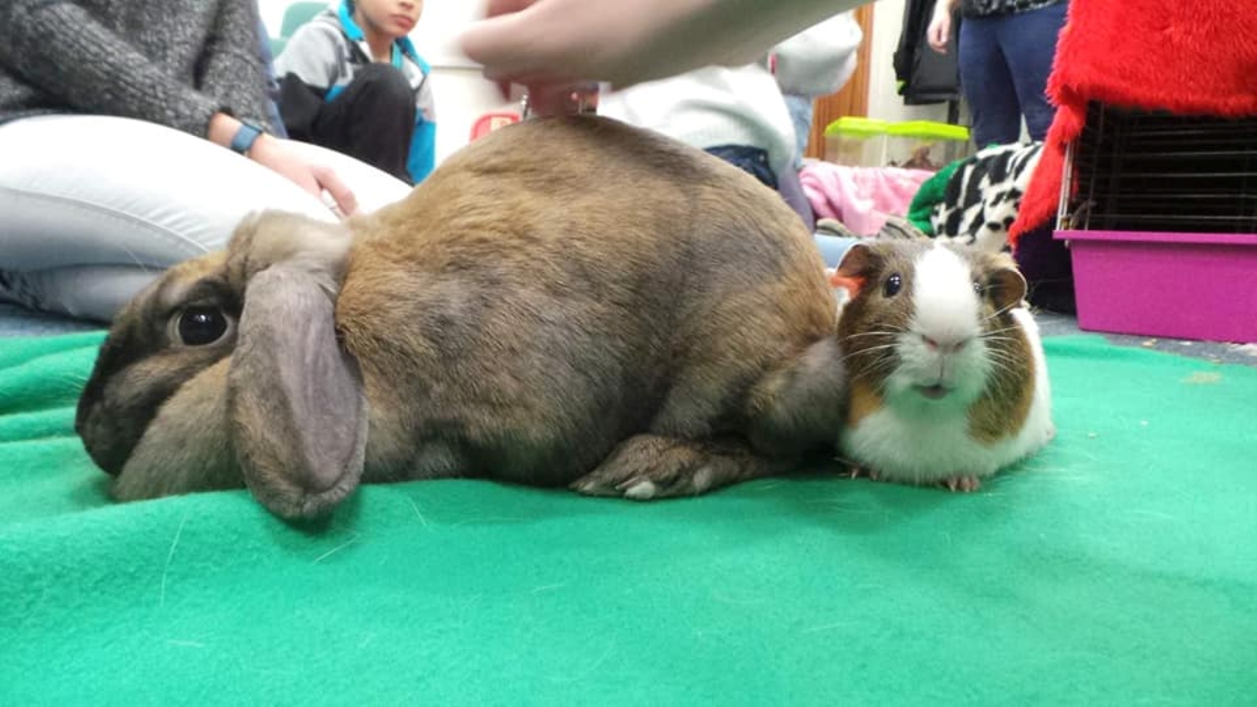 Family activities- Animal Handling session 