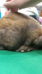 Family activities- Animal Handling session 