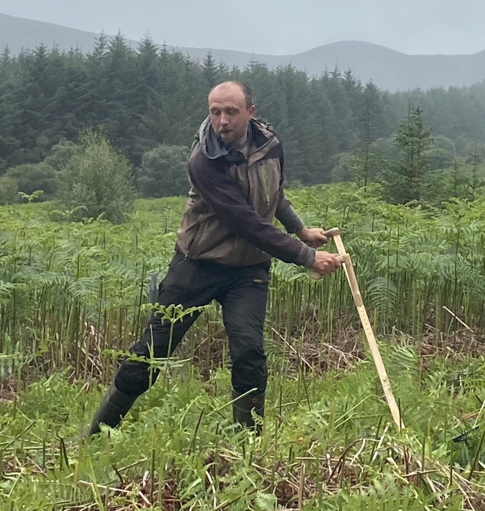 Scything as a method of controlling bracken on Arran