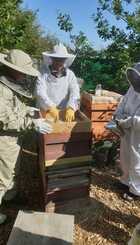 Garnock Valley Allotment BeeKeepers at Work