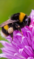 bee.jpeg
