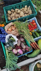 Harvest